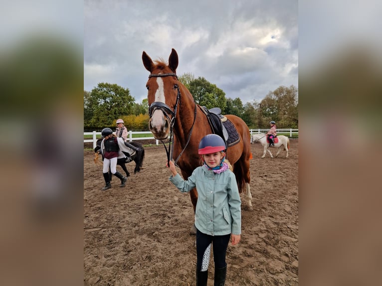 Hannoveraner Wallach 17 Jahre 178 cm Fuchs in Berlin