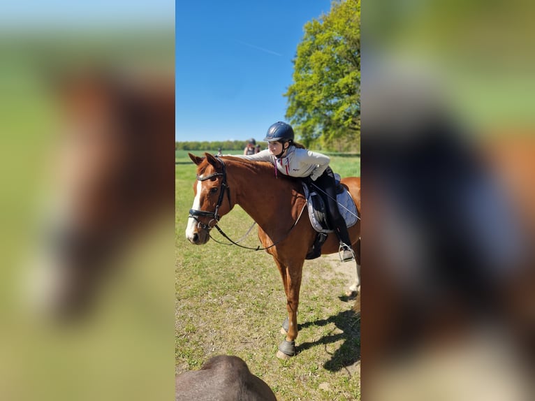 Hannoveraner Wallach 17 Jahre 178 cm Fuchs in Berlin