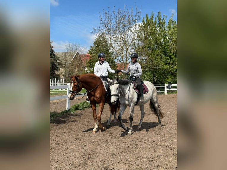 Hannoveraner Wallach 17 Jahre 178 cm Fuchs in Berlin