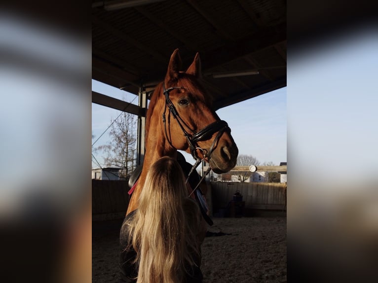 Hannoveraner Wallach 17 Jahre 178 cm Fuchs in Pfungstadt