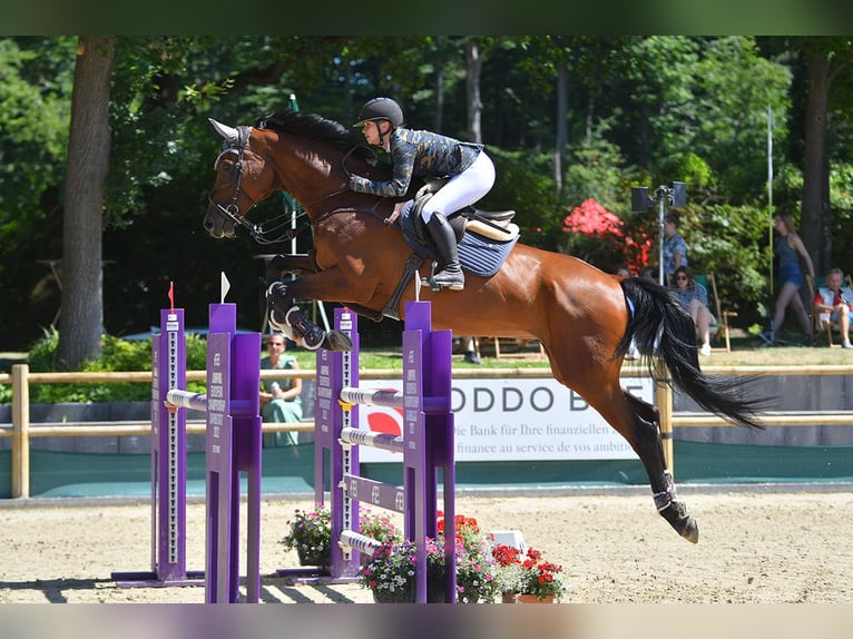 Hannoveraner Wallach 17 Jahre 180 cm Brauner in Frechen