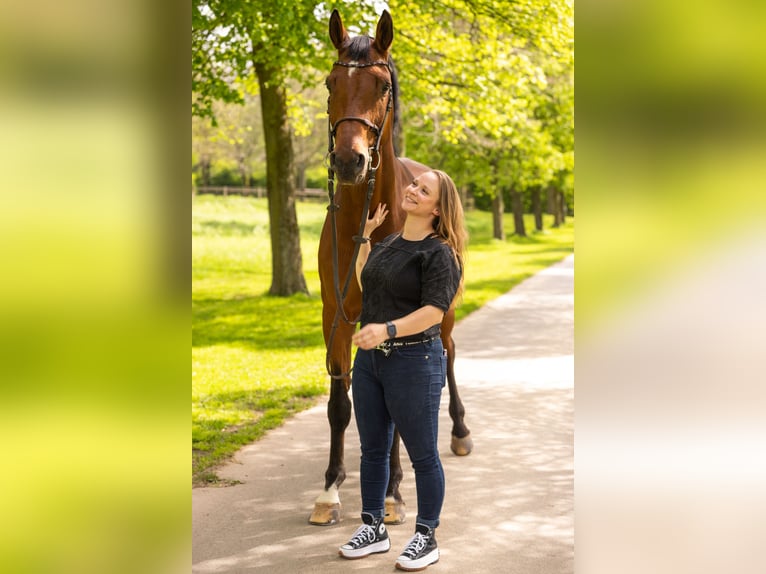 Hannoveraner Wallach 17 Jahre 180 cm Brauner in Frechen
