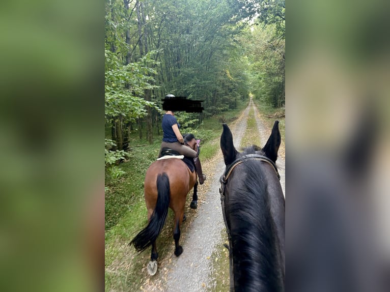 Hannoveraner Wallach 18 Jahre 163 cm Hellbrauner in Römhild