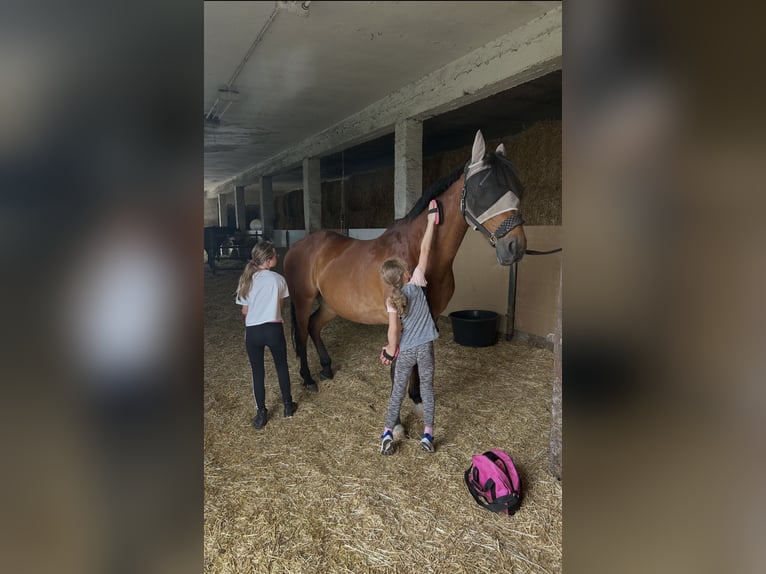Hannoveraner Wallach 18 Jahre 163 cm Hellbrauner in Römhild
