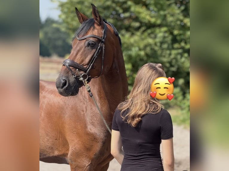 Hannoveraner Wallach 18 Jahre 166 cm Brauner in Hankensbüttel