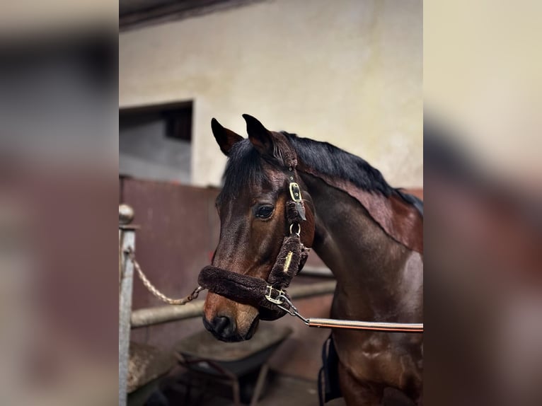Hannoveraner Wallach 18 Jahre 166 cm Brauner in Hankensbüttel