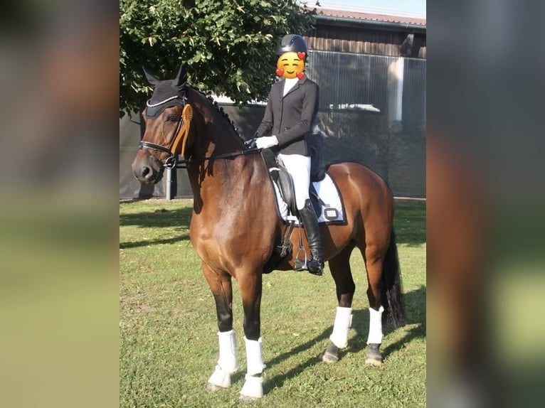 Hannoveraner Wallach 18 Jahre 166 cm Brauner in Hankensbüttel