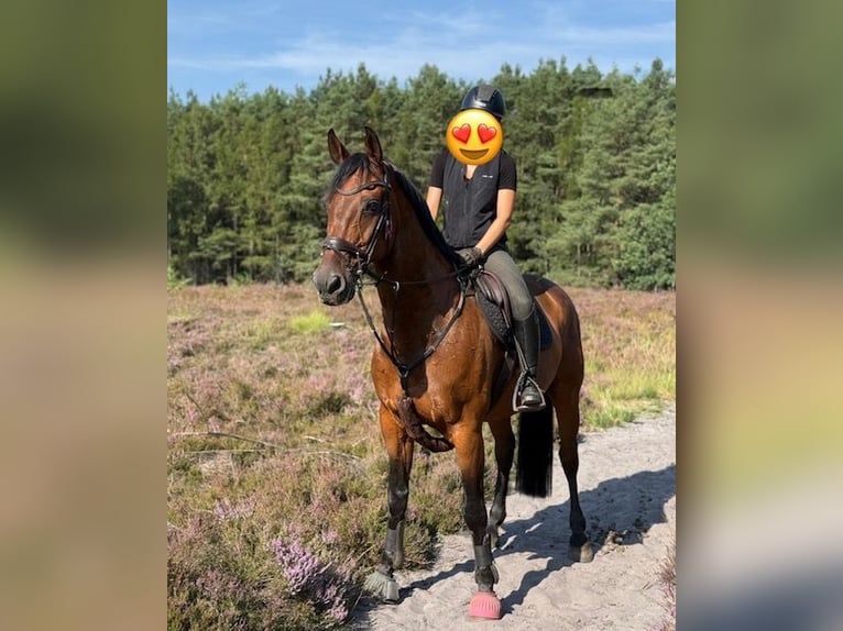 Hannoveraner Wallach 18 Jahre 166 cm Brauner in Hankensbüttel