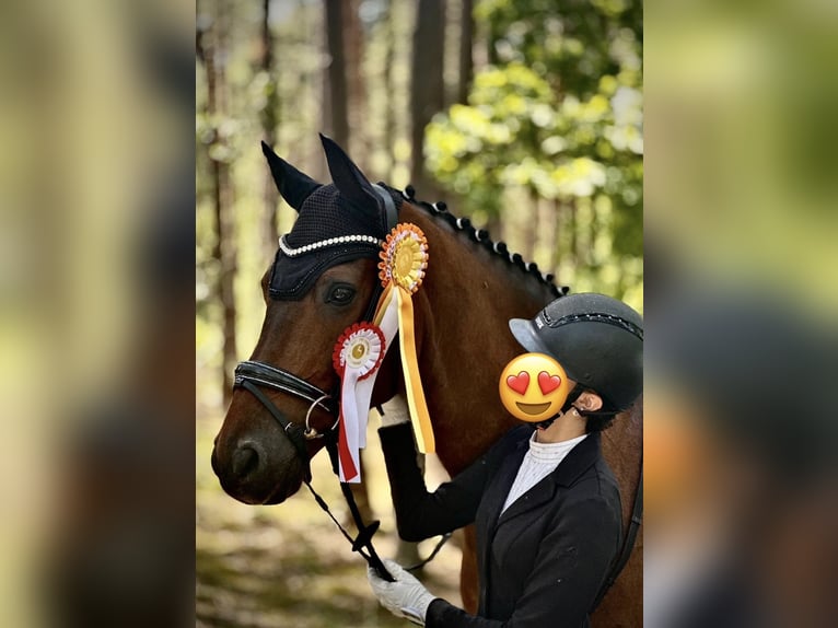 Hannoveraner Wallach 18 Jahre 166 cm Brauner in Hankensbüttel