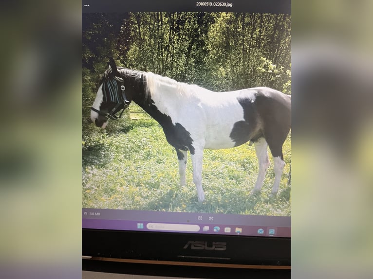 Hannoveraner Mix Wallach 18 Jahre 168 cm Schecke in Kamp-Lintfort