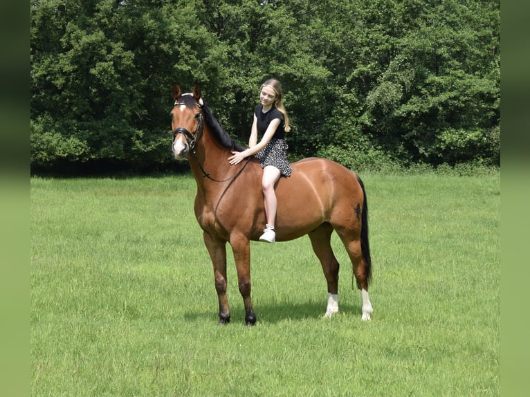 Hannoveraner Wallach 18 Jahre 170 cm Brauner in Osterholz-Scharmbeck