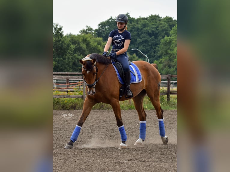 Hannoveraner Wallach 18 Jahre 170 cm Brauner in Osterholz-Scharmbeck