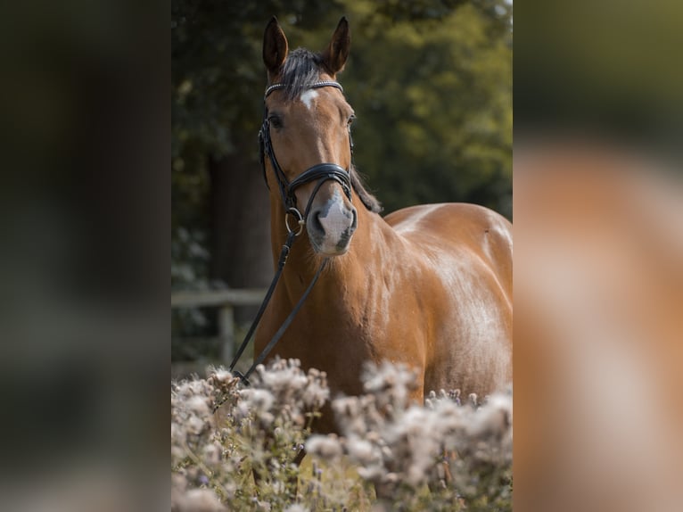 Hannoveraner Wallach 18 Jahre 170 cm Brauner in Osterholz-Scharmbeck