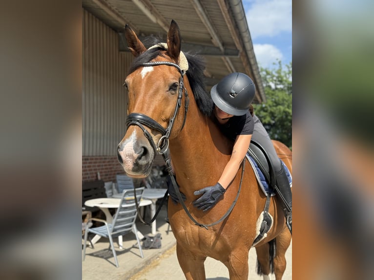 Hannoveraner Wallach 18 Jahre 170 cm Brauner in Osterholz-Scharmbeck