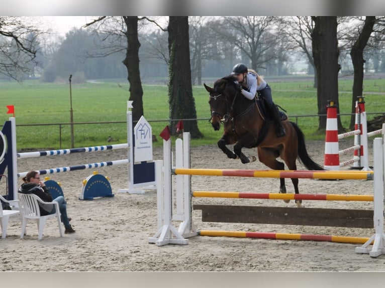 Hannoveraner Wallach 18 Jahre 170 cm Brauner in Cuxhaven