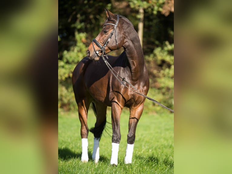 Hannoveraner Wallach 18 Jahre 170 cm Brauner in Cuxhaven