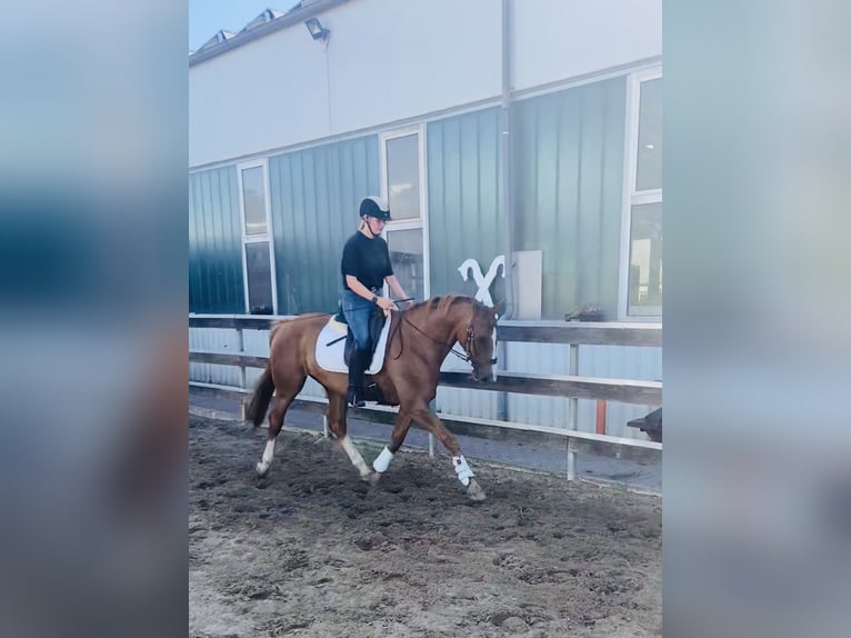 Hannoveraner Wallach 18 Jahre 170 cm Fuchs in Neuenkirchen