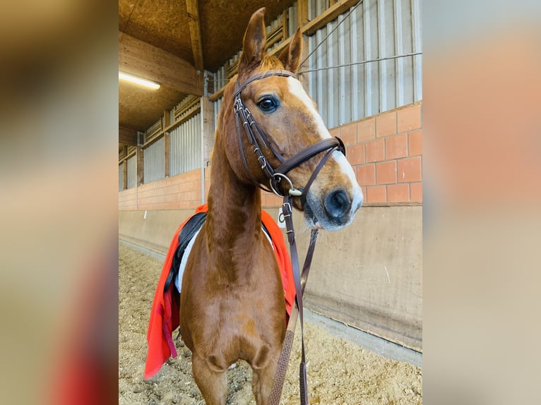 Hannoveraner Wallach 18 Jahre 170 cm Fuchs in Neuenkirchen