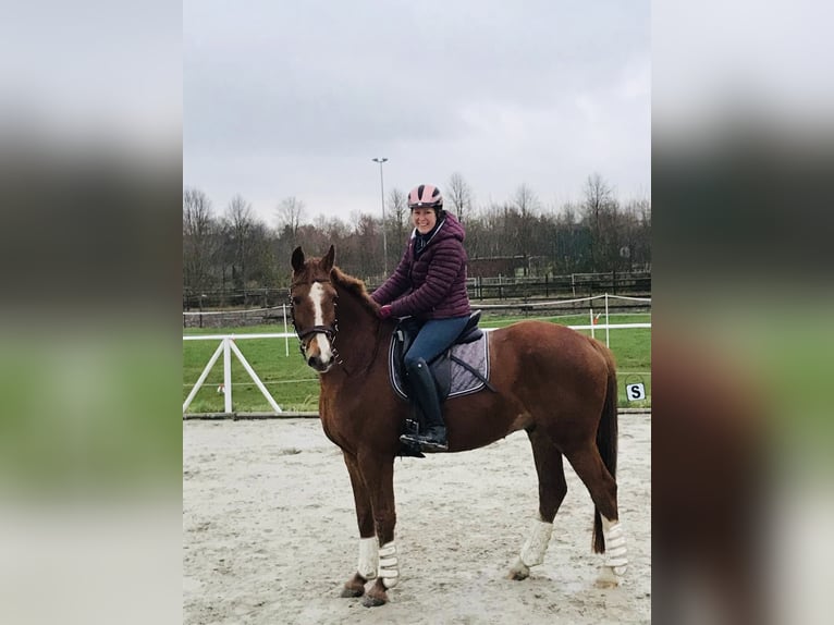 Hannoveraner Wallach 18 Jahre 170 cm Fuchs in Neuenkirchen