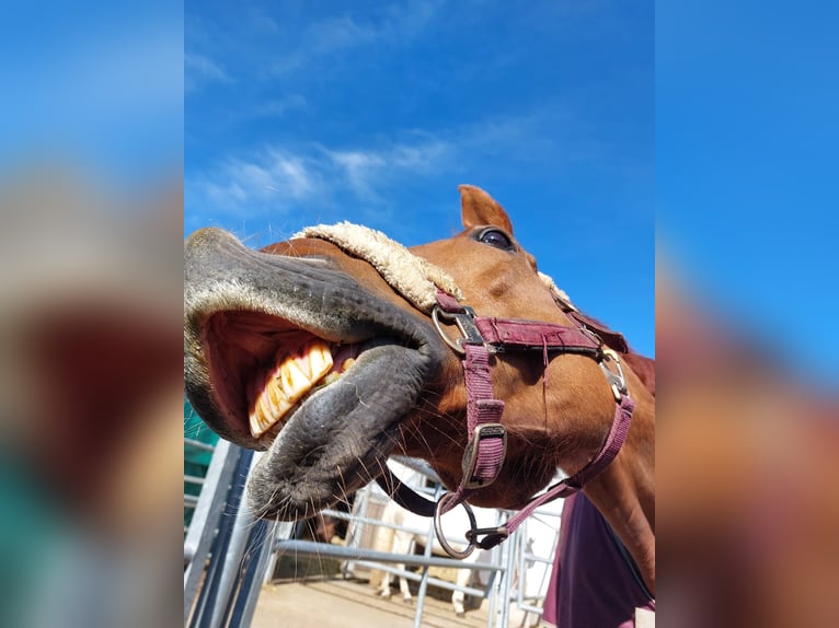 Hannoveraner Wallach 18 Jahre 170 cm Fuchs in Regenstauf