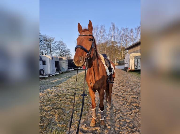 Hannoveraner Wallach 18 Jahre 170 cm Fuchs in Regenstauf