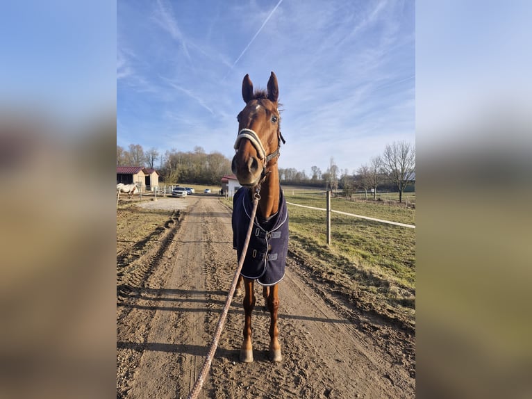 Hannoveraner Wallach 18 Jahre 170 cm Fuchs in Regenstauf