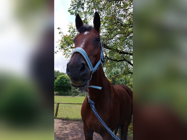 Hannoveraner Wallach 18 Jahre 172 cm Brauner in Schmalenberg