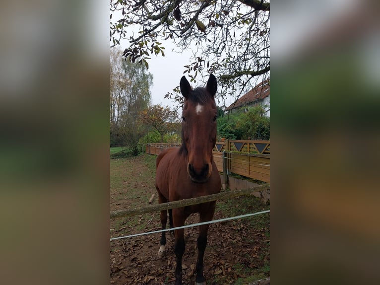 Hannoveraner Wallach 18 Jahre 172 cm Brauner in Schmalenberg