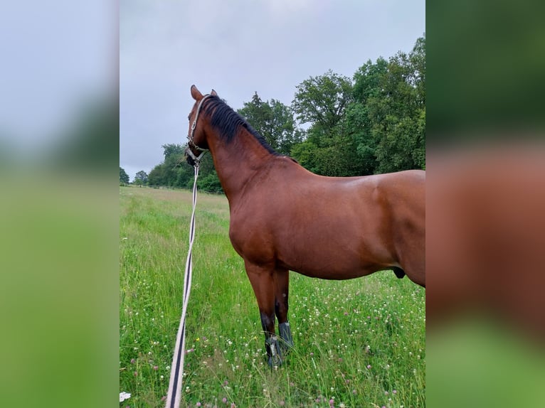 Hannoveraner Wallach 18 Jahre 172 cm Brauner in Schmalenberg
