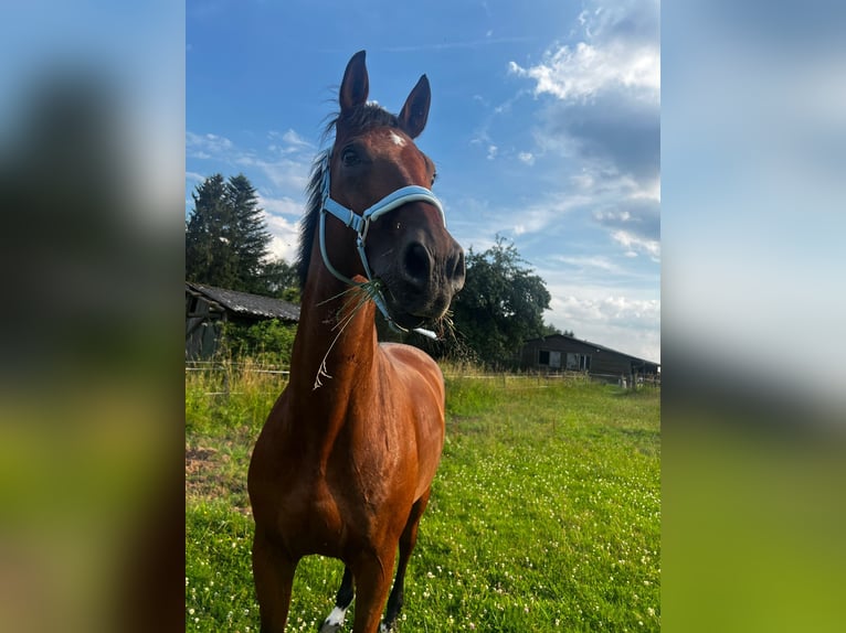 Hannoveraner Wallach 18 Jahre 172 cm Brauner in Schmalenberg