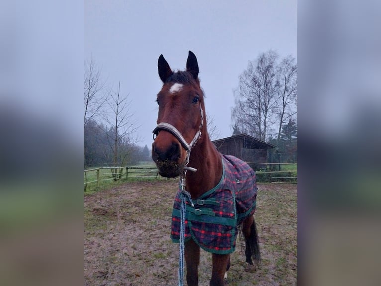 Hannoveraner Wallach 18 Jahre 172 cm Brauner in Schmalenberg