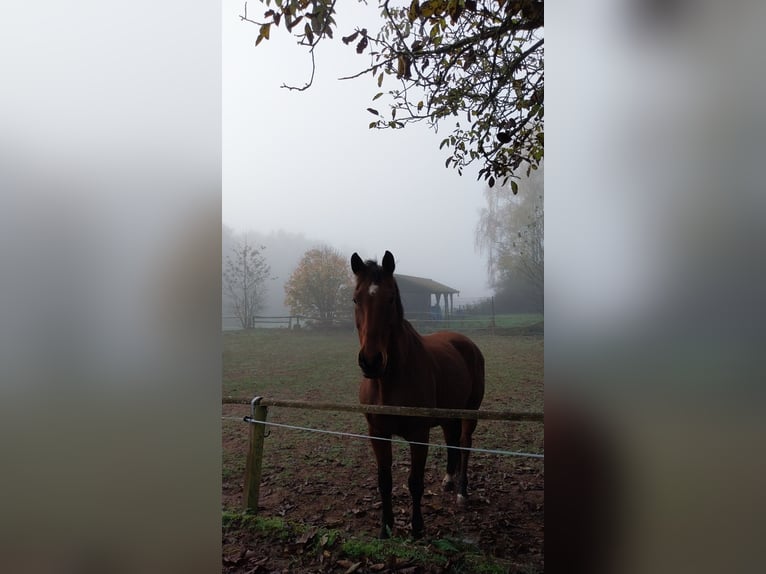 Hannoveraner Wallach 18 Jahre 172 cm Brauner in Schmalenberg