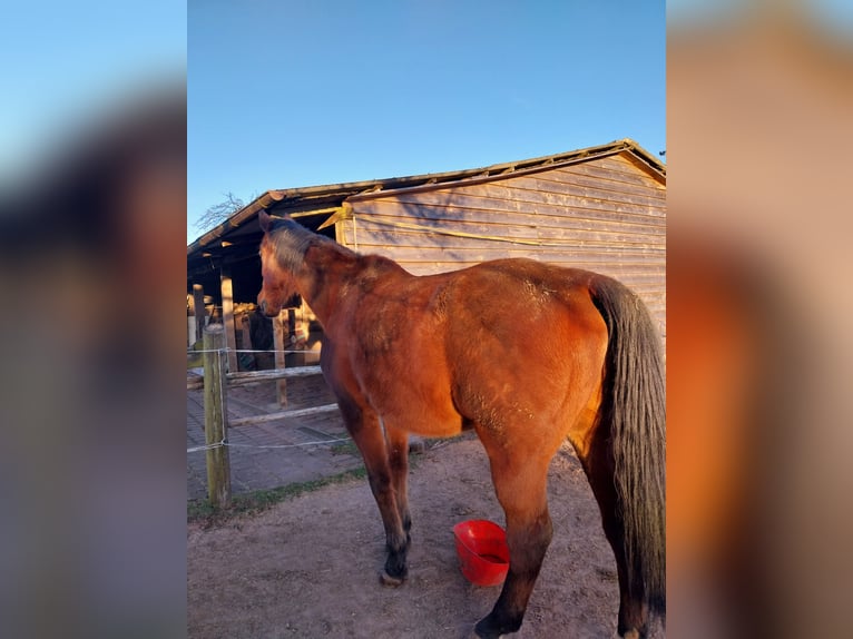 Hannoveraner Wallach 18 Jahre 172 cm Brauner in Schmalenberg