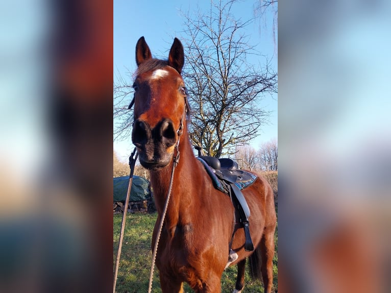 Hannoveraner Wallach 18 Jahre 172 cm Brauner in Schmalenberg