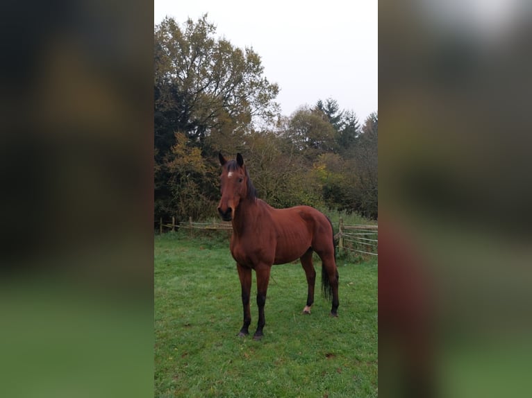 Hannoveraner Wallach 18 Jahre 172 cm Brauner in Schmalenberg