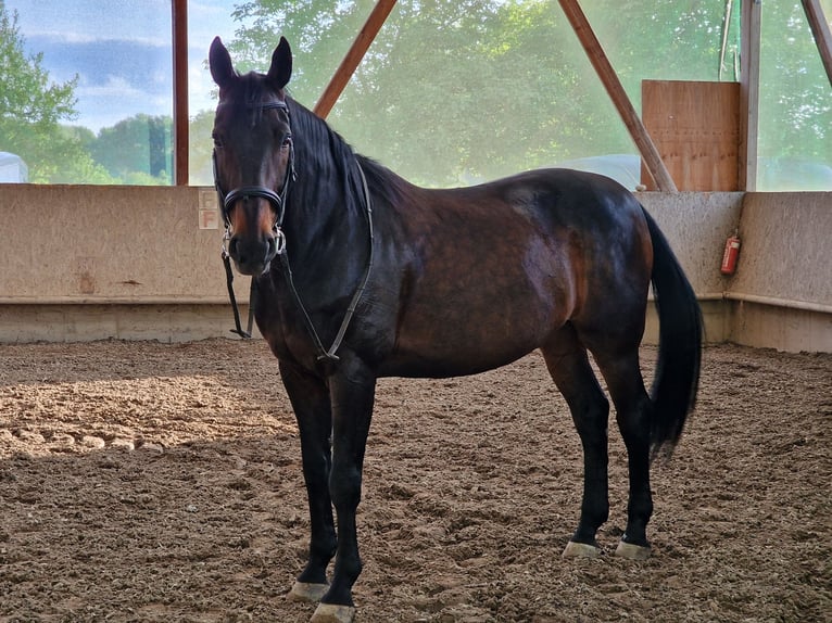 Hannoveraner Wallach 18 Jahre 173 cm Dunkelbrauner in Ketsch