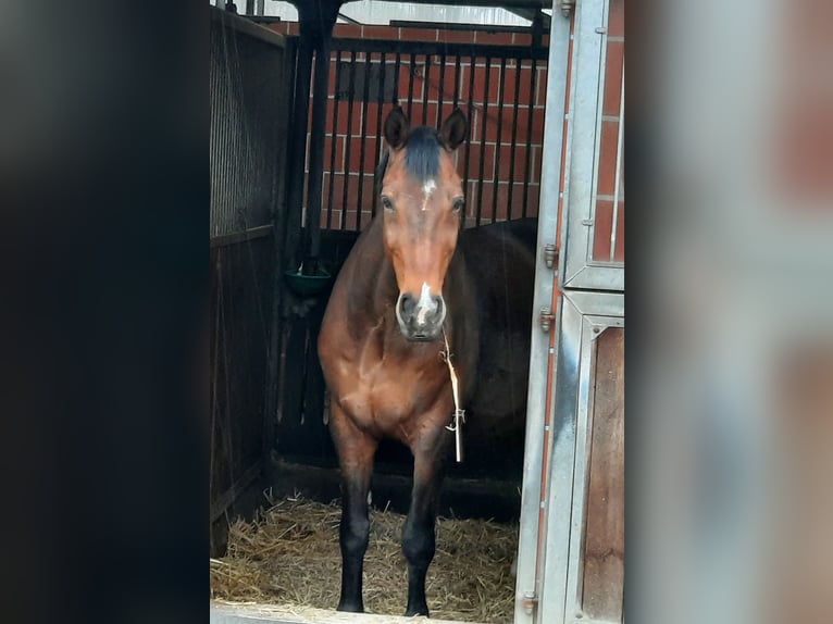 Hannoveraner Wallach 18 Jahre 175 cm Brauner in Hepstedt