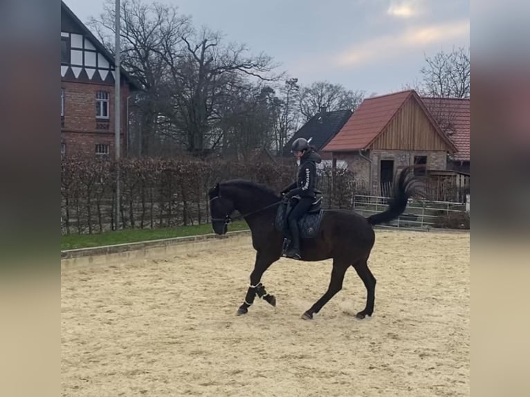 Hannoveraner Wallach 18 Jahre 175 cm Rappe in Wietze