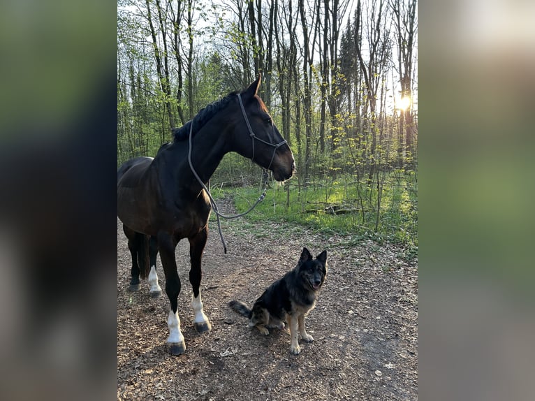 Hannoveraner Wallach 18 Jahre 176 cm Dunkelbrauner in Schmalfeld