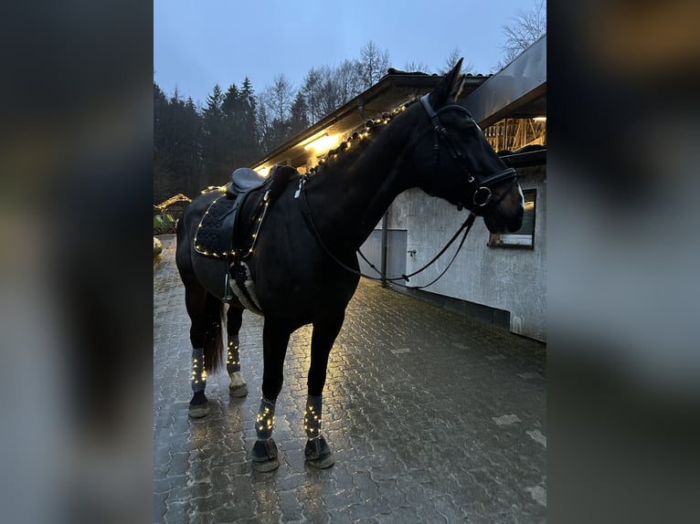 Hannoveraner Wallach 18 Jahre 176 cm Dunkelbrauner in Schmalfeld