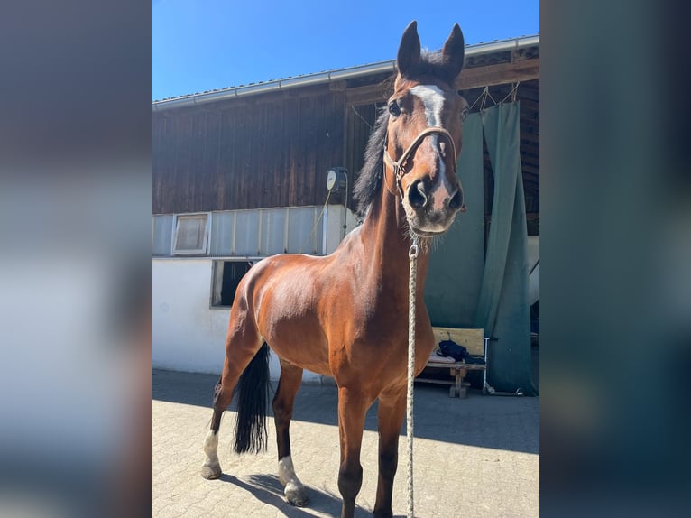 Hannoveraner Wallach 18 Jahre 182 cm  in Winnenden