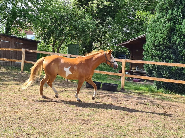 Hannoveraner Mix Wallach 19 Jahre 153 cm Sabino in Neuenkirchen-Vörden