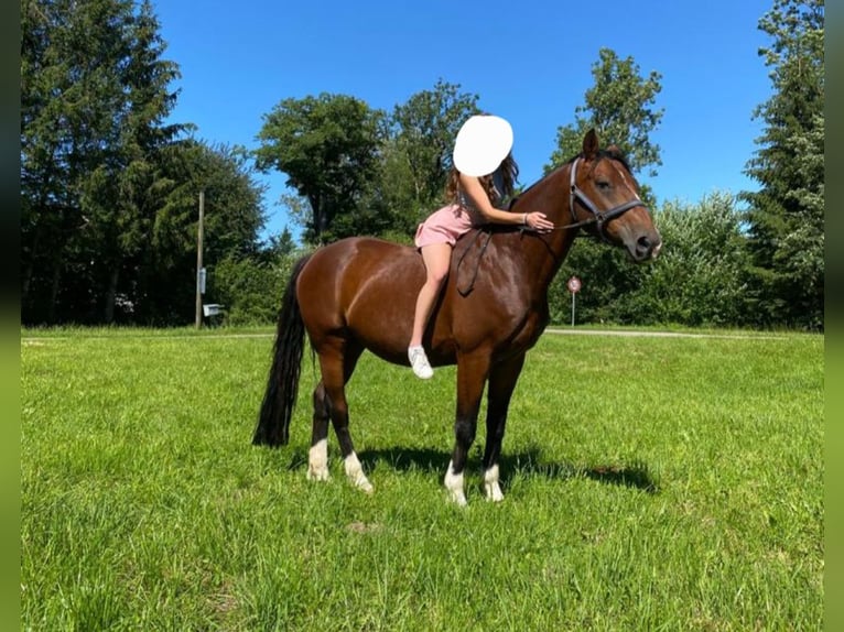 Hannoveraner Wallach 19 Jahre 156 cm Brauner in Opfenbach