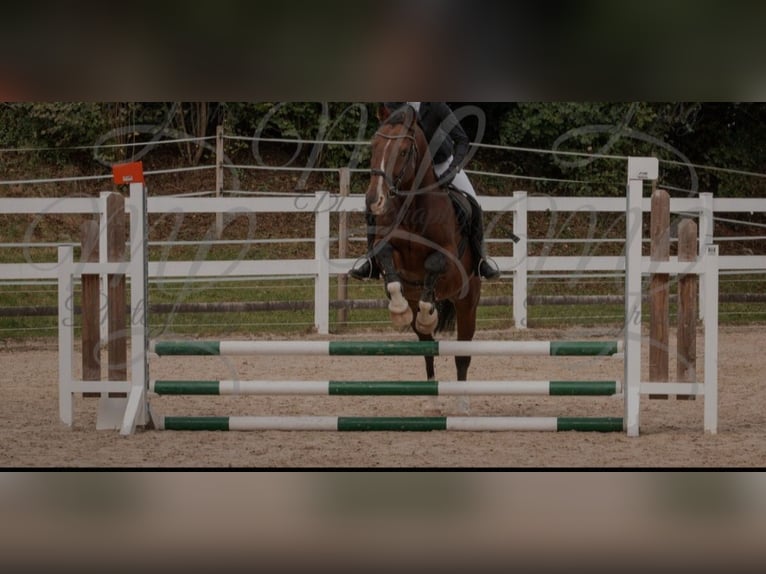 Hannoveraner Wallach 19 Jahre 156 cm Brauner in Opfenbach