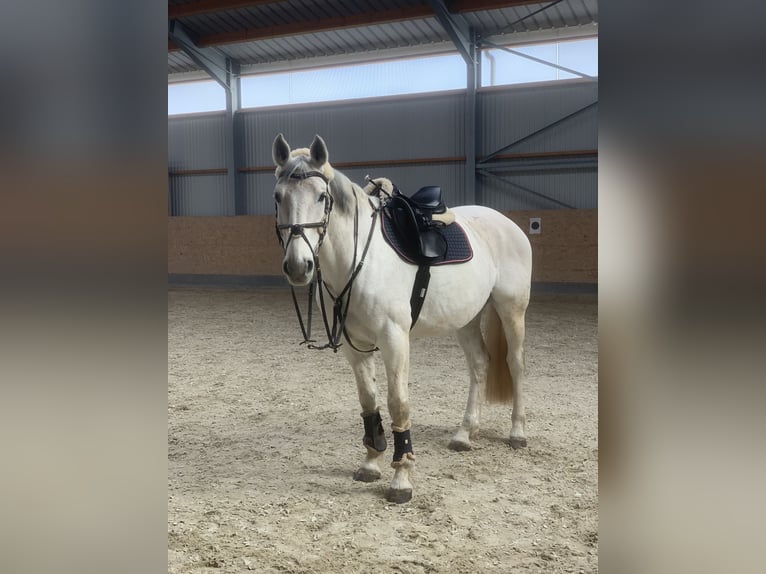 Hannoveraner Wallach 19 Jahre 165 cm Schimmel in Kinderbeuern