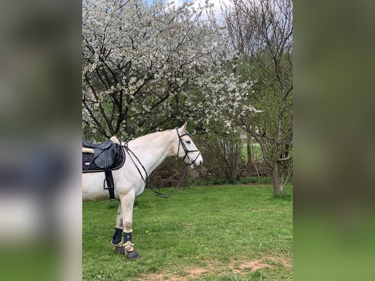 Hannoveraner Wallach 19 Jahre 165 cm Schimmel in Kinderbeuern