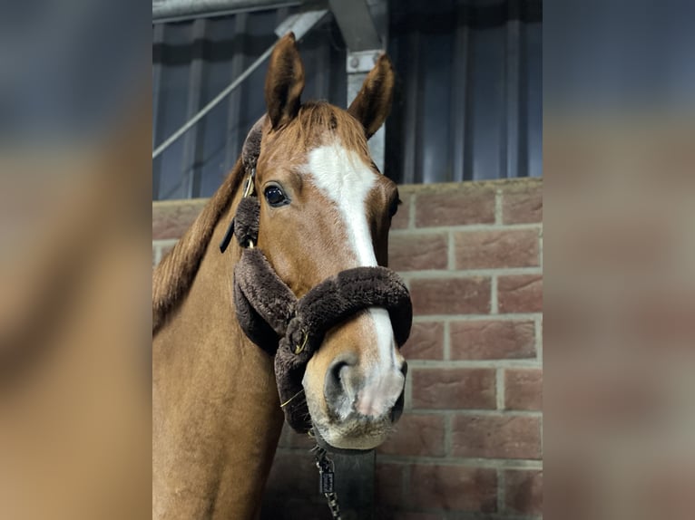 Hannoveraner Wallach 19 Jahre 167 cm Fuchs in Monschau