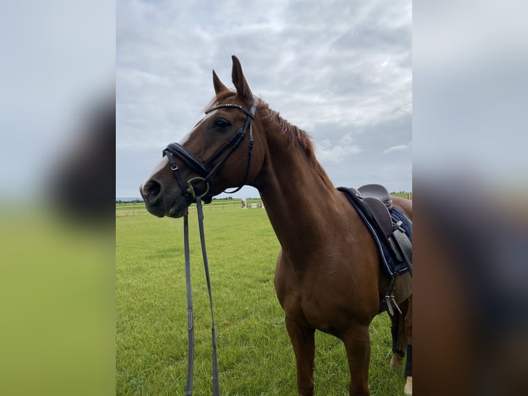 Hannoveraner Wallach 19 Jahre 169 cm Fuchs in Vienenburg