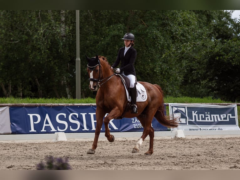 Hannoveraner Wallach 19 Jahre 169 cm Fuchs in Vienenburg
