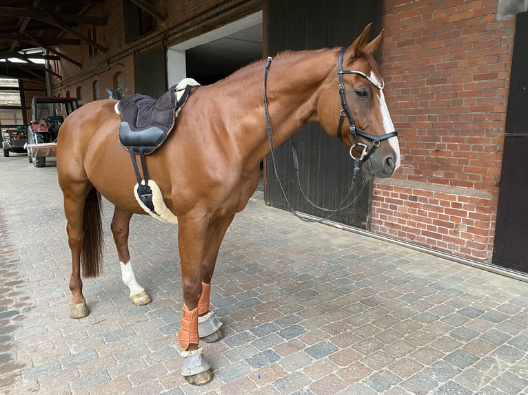 Hannoveraner Wallach 19 Jahre 169 cm Fuchs in Vienenburg